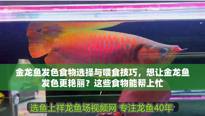 金龍魚發色食物選擇與喂食技巧，想讓金龍魚發色更艷麗？這些食物能幫上忙