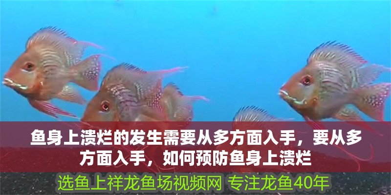 魚身上潰爛的發(fā)生需要從多方面入手，要從多方面入手，如何預防魚身上潰爛