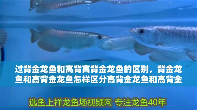 過背金龍魚和高背高背金龍魚的區(qū)別，背金龍魚和高背金龍魚怎樣區(qū)分高背金龍魚和高背金龍魚的區(qū)別