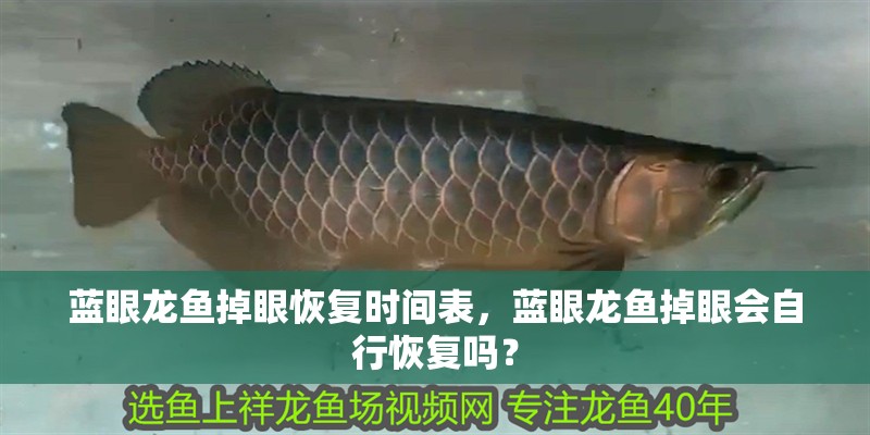藍眼龍魚掉眼恢復時間表，藍眼龍魚掉眼會自行恢復嗎？