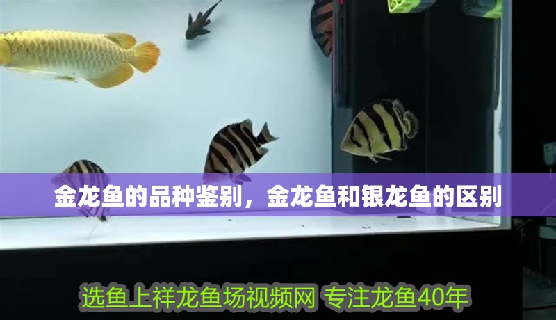 金龍魚的品種鑒別，金龍魚和銀龍魚的區別