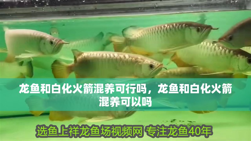 龍魚和白化火箭混養可行嗎，龍魚和白化火箭混養可以嗎