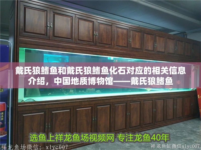 戴氏狼鰭魚和戴氏狼鰭魚化石對應(yīng)的相關(guān)信息介紹，中國地質(zhì)博物館——戴氏狼鰭魚