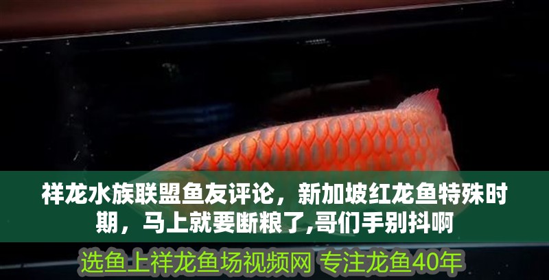 祥龍水族聯(lián)盟魚友評論，新加坡紅龍魚特殊時(shí)期，馬上就要斷糧了,哥們手別抖啊