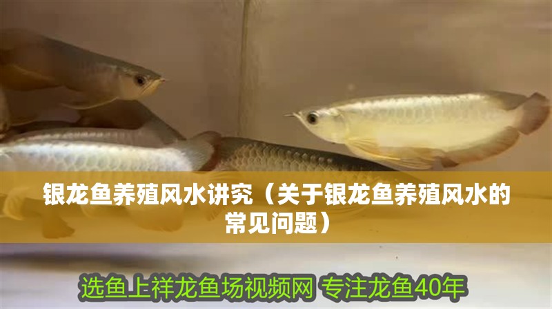 銀龍魚(yú)養(yǎng)殖風(fēng)水講究（關(guān)于銀龍魚(yú)養(yǎng)殖風(fēng)水的常見(jiàn)問(wèn)題）