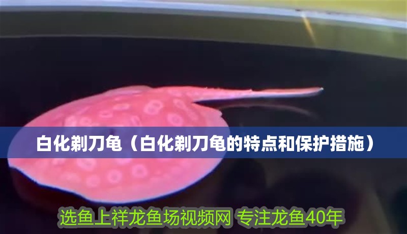 白化剃刀龜（白化剃刀龜的特點和保護措施）