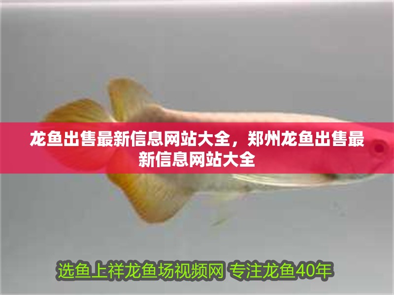龍魚出售最新信息網站大全，鄭州龍魚出售最新信息網站大全
