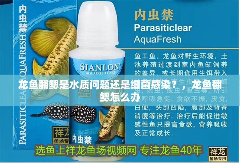 龍魚翻鰓是水質問題還是細菌感染？，龍魚翻鰓怎么辦