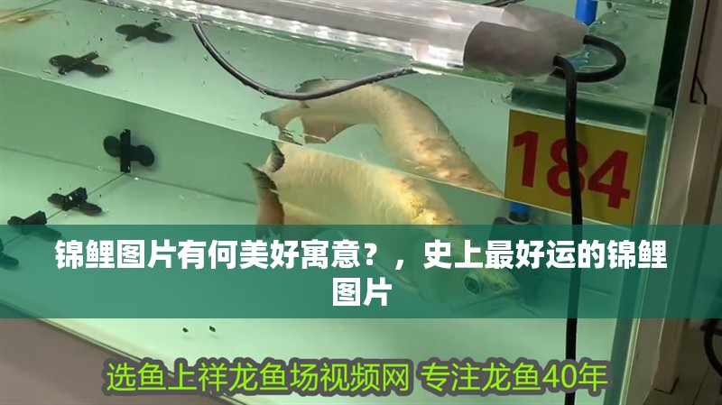 錦鯉圖片有何美好寓意？，史上最好運的錦鯉圖片