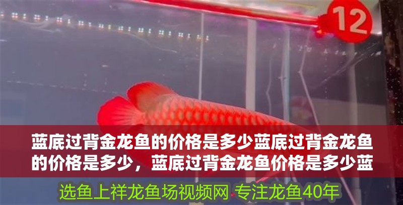 藍底過背金龍魚的價格是多少藍底過背金龍魚的價格是多少，藍底過背金龍魚價格是多少藍底過背金龍魚多久發色