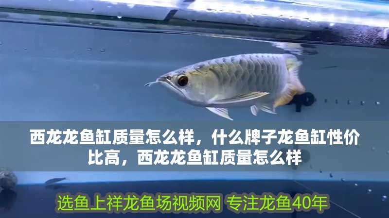 西龍龍魚缸質量怎么樣，什么牌子龍魚缸性價比高，西龍龍魚缸質量怎么樣