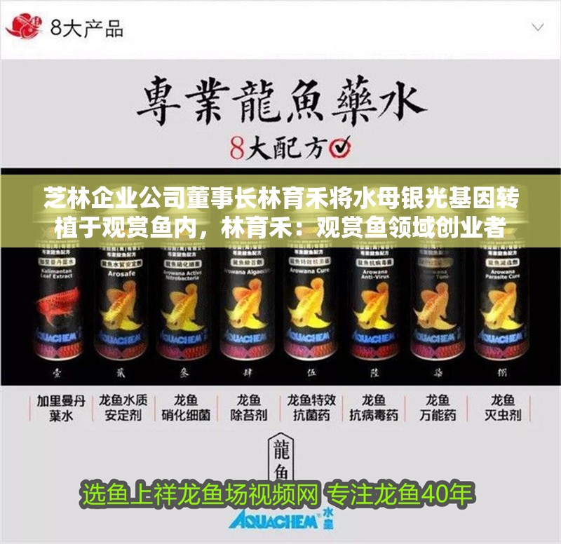 芝林企業(yè)公司董事長林育禾將水母銀光基因轉(zhuǎn)植于觀賞魚內(nèi)，林育禾：觀賞魚領(lǐng)域創(chuàng)業(yè)者