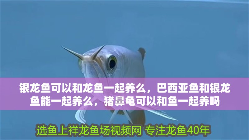 銀龍魚可以和龍魚一起養(yǎng)么，巴西亞魚和銀龍魚能一起養(yǎng)么，豬鼻龜可以和魚一起養(yǎng)嗎