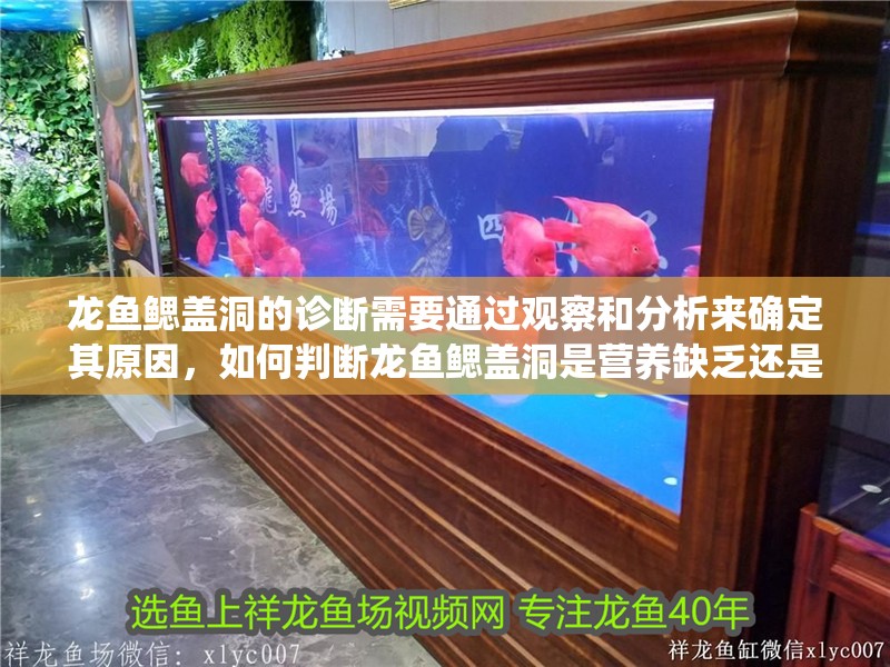 龍魚鰓蓋洞的診斷需要通過觀察和分析來確定其原因，如何判斷龍魚鰓蓋洞是營養(yǎng)缺乏還是寄生蟲感染