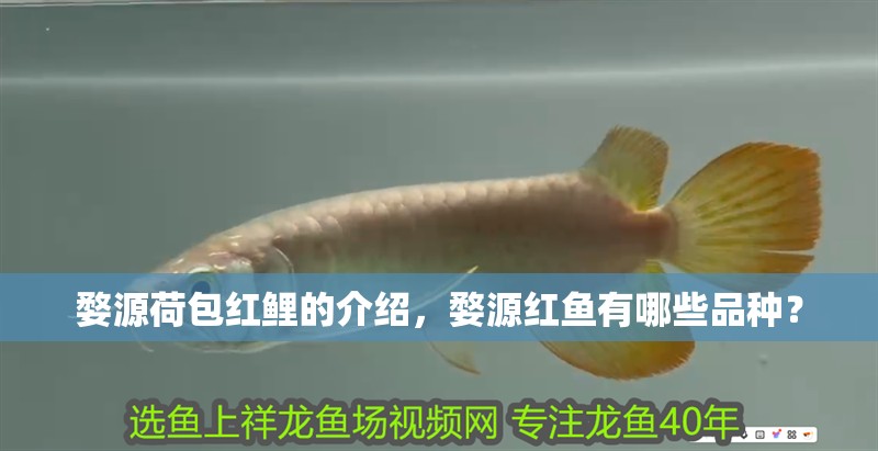 婺源荷包紅鯉的介紹，婺源紅魚有哪些品種？