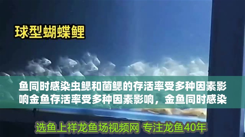 魚同時感染蟲鰓和菌鰓的存活率受多種因素影響金魚存活率受多種因素影響，金魚同時感染蟲鰓和菌鰓的存活率會大幅下降嗎？