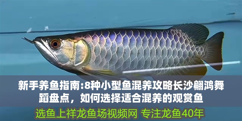 新手養魚指南:8種小型魚混養攻略長沙翩鴻舞蹈盤點，如何選擇適合混養的觀賞魚