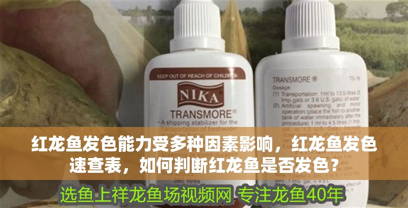 紅龍魚發色能力受多種因素影響，紅龍魚發色速查表，如何判斷紅龍魚是否發色？