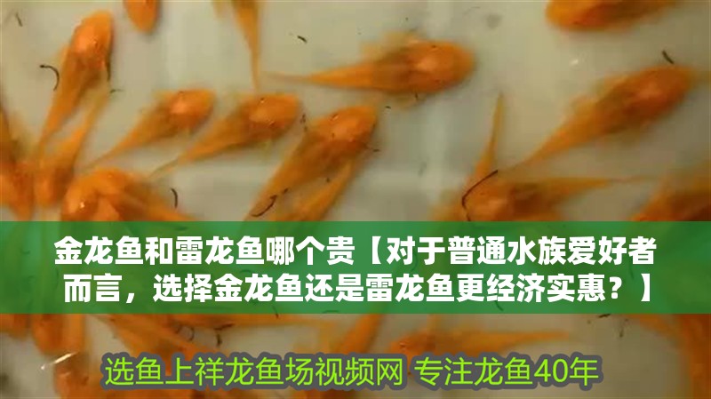 金龍魚和雷龍魚哪個貴【對于普通水族愛好者而言，選擇金龍魚還是雷龍魚更經濟實惠？】