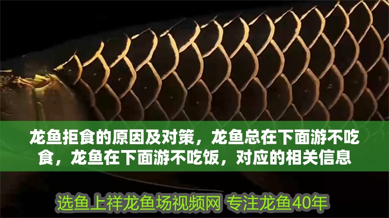 龍魚拒食的原因及對策，龍魚總在下面游不吃食，龍魚在下面游不吃飯，對應的相關信息