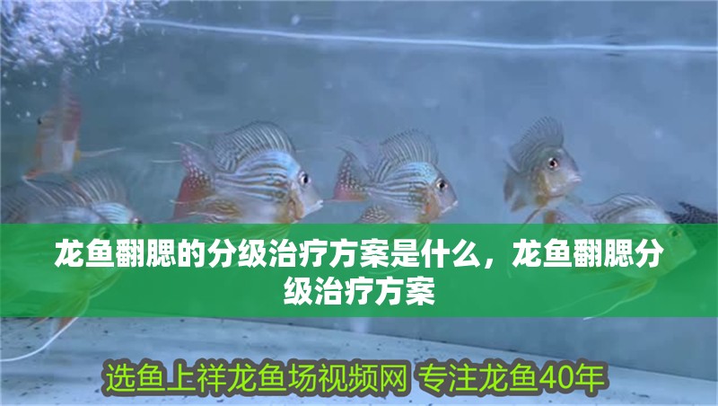 龍魚翻腮的分級治療方案是什么，龍魚翻腮分級治療方案