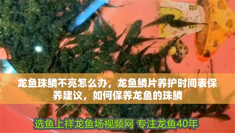 龍魚珠鱗不亮怎么辦，龍魚鱗片養護時間表保養建議，如何保養龍魚的珠鱗