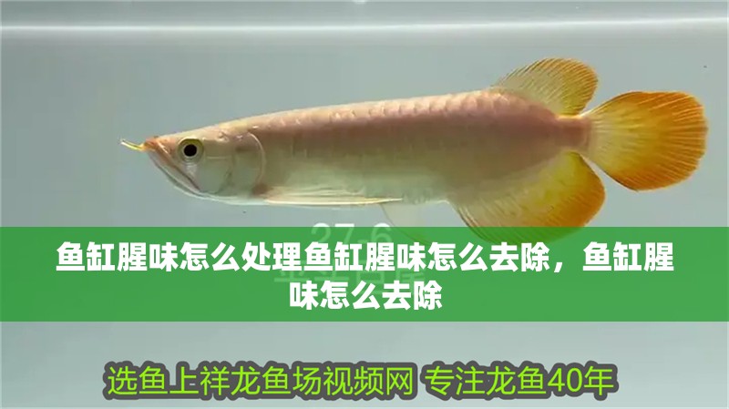 魚缸腥味怎么處理魚缸腥味怎么去除，魚缸腥味怎么去除