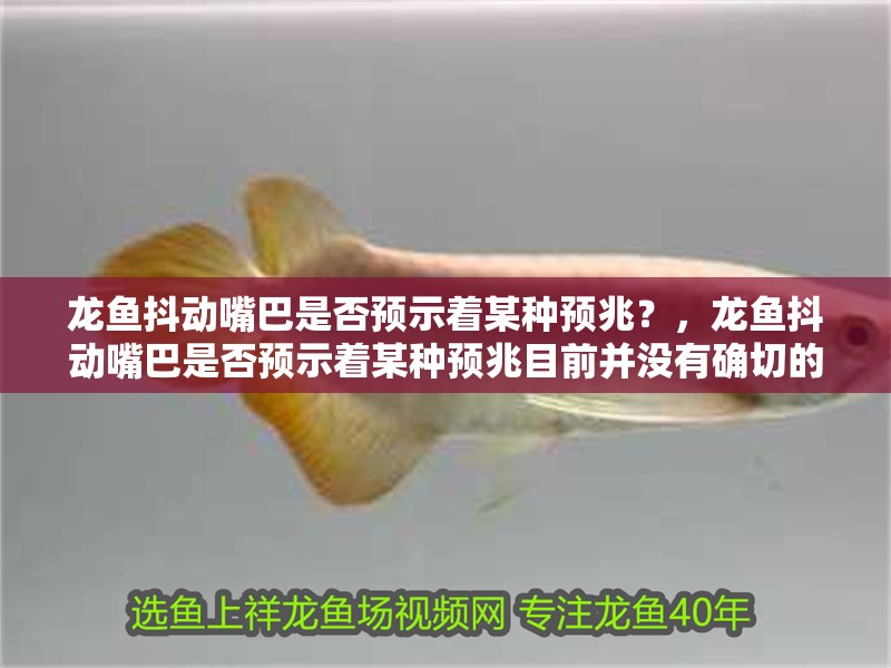 龍魚抖動嘴巴是否預示著某種預兆？，龍魚抖動嘴巴是否預示著某種預兆目前并沒有確切的答案