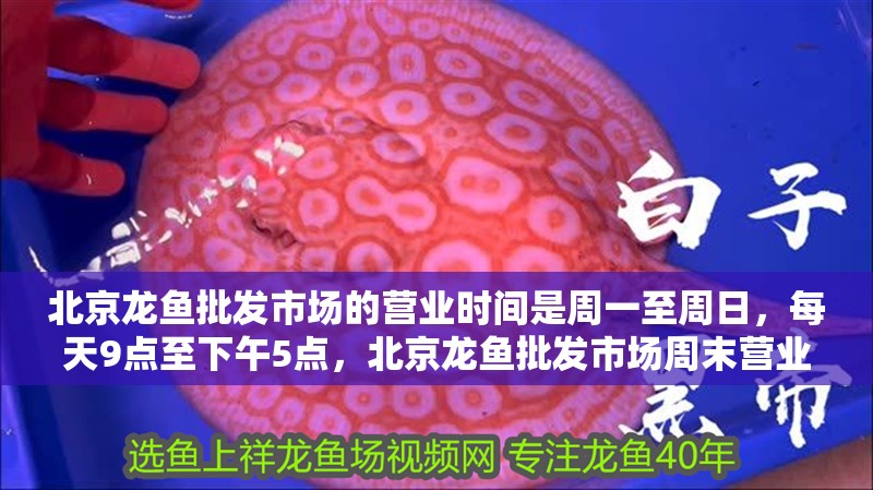 北京龍魚批發市場的營業時間是周一至周日，每天9點至下午5點，北京龍魚批發市場周末營業嗎