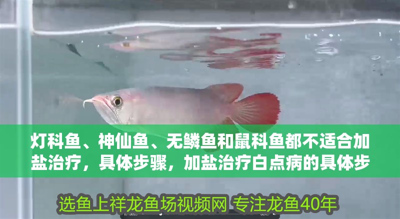 燈科魚、神仙魚、無鱗魚和鼠科魚都不適合加鹽治療，具體步驟，加鹽治療白點病的具體步驟