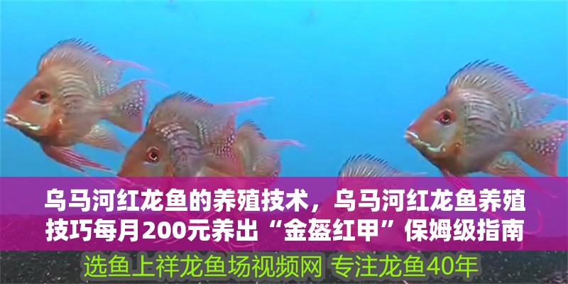 烏馬河紅龍魚(yú)的養(yǎng)殖技術(shù)，烏馬河紅龍魚(yú)養(yǎng)殖技巧每月200元養(yǎng)出“金盔紅甲”保姆級(jí)指南