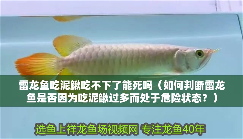 雷龍魚吃泥鰍吃不下了能死嗎（如何判斷雷龍魚是否因?yàn)槌阅圉q過多而處于危險(xiǎn)狀態(tài)？）