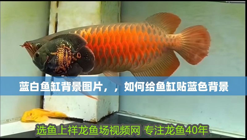 藍白魚缸背景圖片，，如何給魚缸貼藍色背景