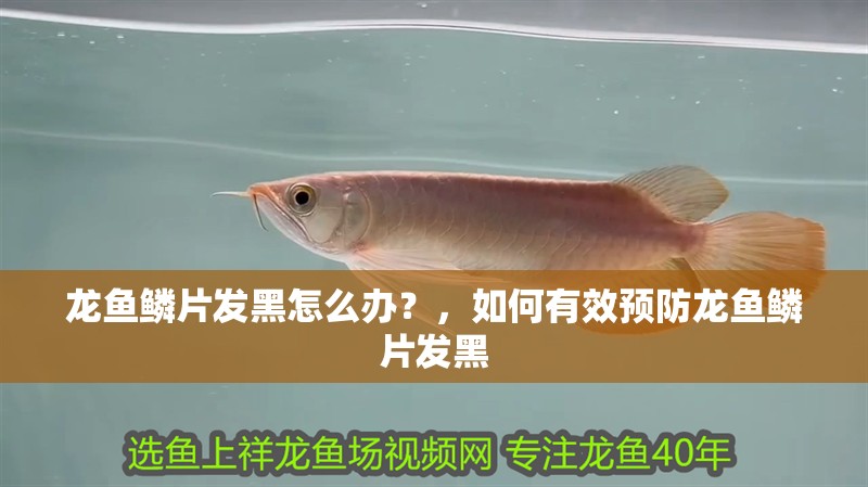 龍魚鱗片發黑怎么辦？，如何有效預防龍魚鱗片發黑