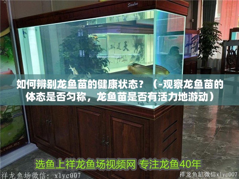 如何辨別龍魚苗的健康狀態？（-觀察龍魚苗的體態是否勻稱，龍魚苗是否有活力地游動）