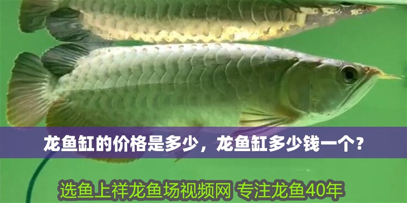 龍魚缸的價格是多少，龍魚缸多少錢一個？