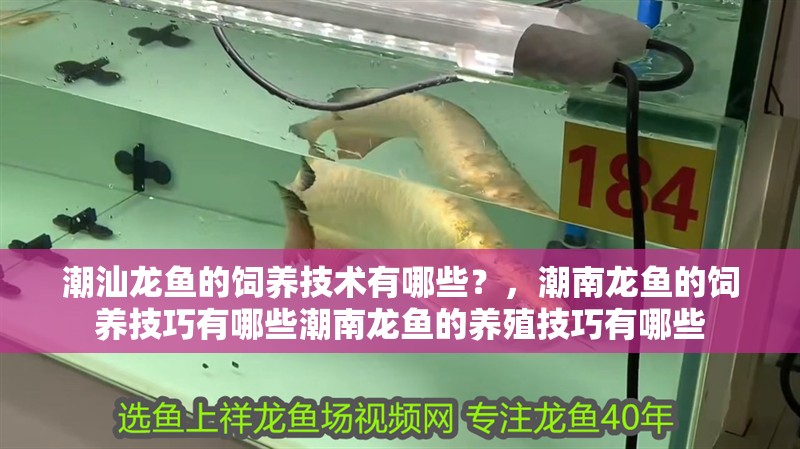 潮汕龍魚的飼養(yǎng)技術有哪些？，潮南龍魚的飼養(yǎng)技巧有哪些潮南龍魚的養(yǎng)殖技巧有哪些