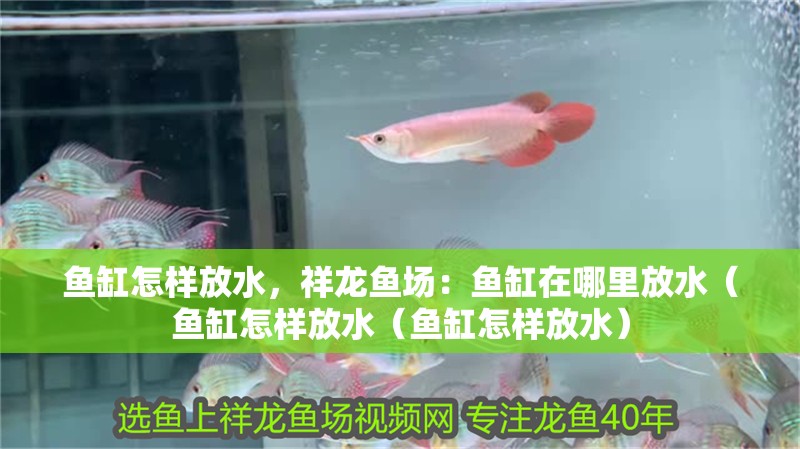 魚缸怎樣放水，祥龍魚場：魚缸在哪里放水（魚缸怎樣放水（魚缸怎樣放水）
