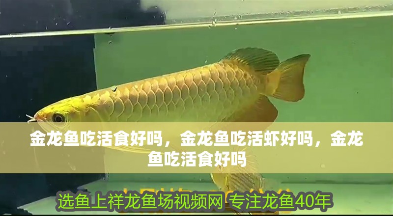 金龍魚吃活食好嗎，金龍魚吃活蝦好嗎，金龍魚吃活食好嗎