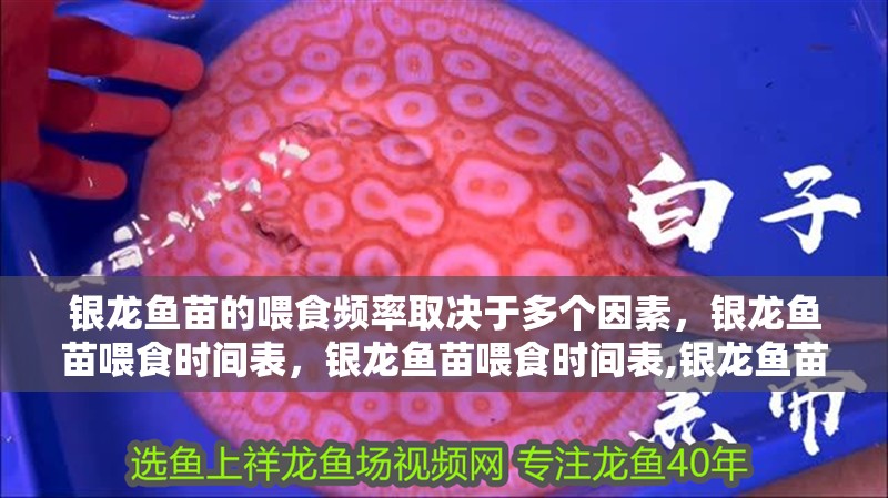 銀龍魚苗的喂食頻率取決于多個因素，銀龍魚苗喂食時間表，銀龍魚苗喂食時間表,銀龍魚苗多久換一次水