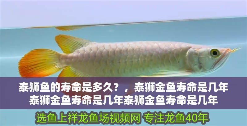 泰獅魚的壽命是多久？，泰獅金魚壽命是幾年泰獅金魚壽命是幾年泰獅金魚壽命是幾年