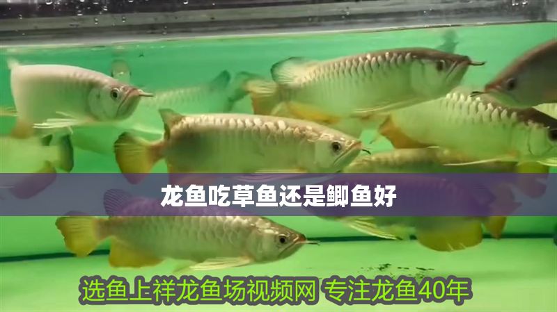 龍魚吃草魚還是鯽魚好