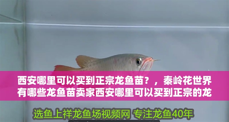 西安哪里可以買到正宗龍魚苗？，秦嶺花世界有哪些龍魚苗賣家西安哪里可以買到正宗的龍魚苗