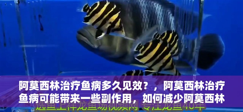 阿莫<strong><mark>西林</mark></strong>治療魚病多久見效？，阿莫<strong><mark>西林</mark></strong>治療魚病可能帶來一些副作用，如何減少阿莫<strong><mark>西林</mark></strong>的副作用