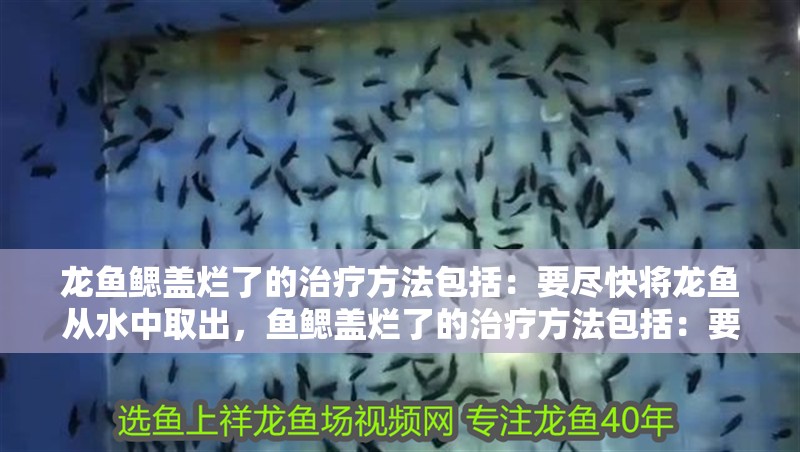龍魚鰓蓋爛了的治療方法包括：要盡快將龍魚從水中取出，魚鰓蓋爛了的治療方法包括：要盡快將龍魚從水中取出