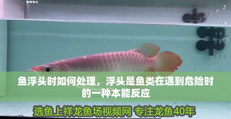 魚浮頭時(shí)如何處理，浮頭是魚類在遇到危險(xiǎn)時(shí)的一種本能反應(yīng)