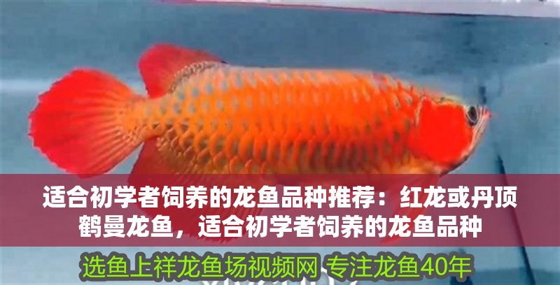 適合初學者飼養(yǎng)的龍魚品種推薦：紅龍或丹頂鶴曼龍魚，適合初學者飼養(yǎng)的龍魚品種