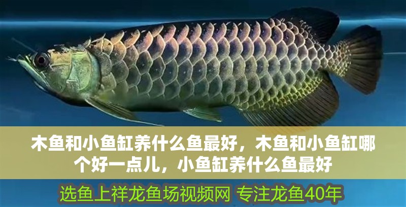 木魚和小魚缸養什么魚最好，木魚和小魚缸哪個好一點兒，小魚缸養什么魚最好