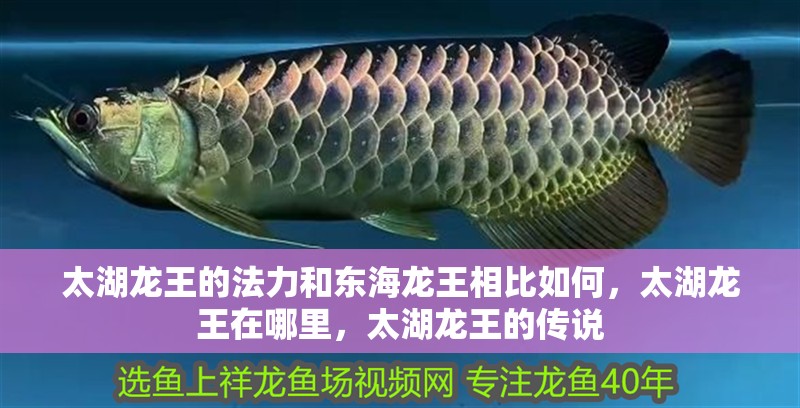 太湖龍王的法力和東海龍王相比如何，太湖龍王在哪里，太湖龍王的傳說 太湖龍王的法力和東海龍王相比如何，太湖龍王在哪里，太湖龍王的傳說 觀賞魚百科 第17張