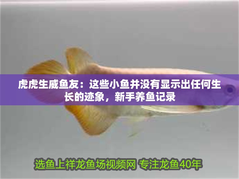 虎虎生威魚友：這些小魚并沒有顯示出任何生長(zhǎng)的跡象，新手養(yǎng)魚記錄